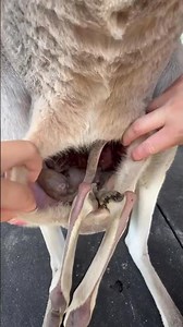 Baby Kangaroo Looks Stuffed Inside Momma's Pouch🤯