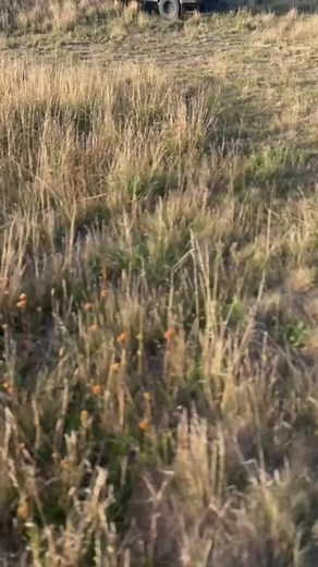 temu crusier gets the job done 🤌🏿. @Seth