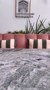 How to propagate peperomia Hope #cactus #planting #plantsmakepeoplehappy #gardening #succulentgarden #plantingseason #plantings #succulents #succulentlover #plantbased | Plantasy Hub