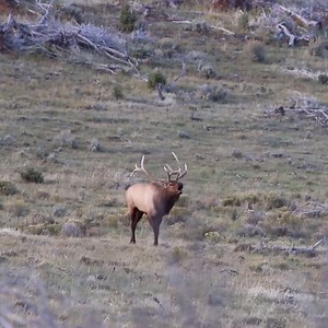 21K views · 520 reactions | 9/18 Update: any bull elk permits are now...