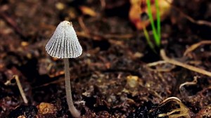 354 reactions · 164 shares | 'the work' aka Shrooms part 1 | Mr. Green | Facebook