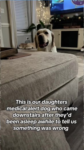 Diabetic Alert Dog Saves Sleeping Owner — The Nose Always Knows
