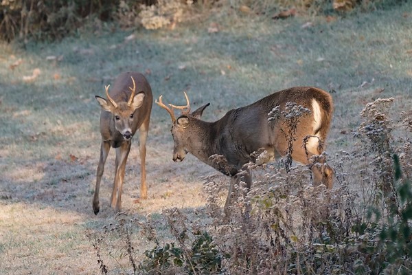 Changes proposed to Pennsylvania’s deer hunting season
