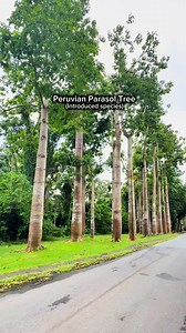 150K views · 2.7K reactions | Peruvian Parasol Tree | Ethan Hernandez | Facebook