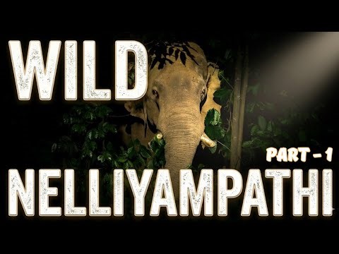 "നെല്ലിയാമ്പതി Gone Wild | Wildlife Paradise | Elephant to Hornbills , Crazy sightings!"