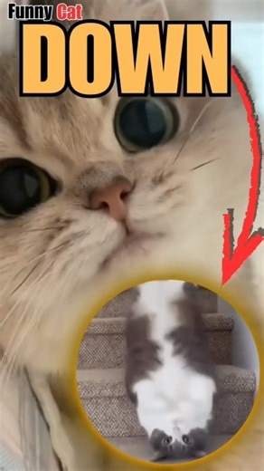 This Cat Went Down 😂 #catshorts #cat #funnycat #pets #funny #catlovers #catvideos #catlife