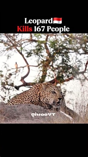 Big Predators kills🥶🤯 ( People ) Different countries #animals #wildlife #leopard