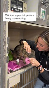 There’s no better feeling than when a super sick patient finally decides to eat again—especially if it’s a cat. One minute they’re knocking on death’s door, the next they’re demanding a five-course meal like nothing ever happened. 😂🍽️ #VetLife #ComebackMeal #CatsAreDramaticAndWeLoveIt #veterinarian #veterinary #veterinarymedicine #veterinaryinternalmedicine #internalmedicine #veterinaryspecialists #vetlife #vetmed #veterinaryinternist | Dr. Nicole Fein