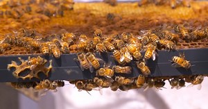 Local beekeepers scramble to make do after long, harsh winter