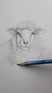 181K views · 9.9K reactions | Draw a sheep  Easy drawing lesson for beginners on how to draw a sheep. #drawinglesson #howtodraw | Mark Liam Smith | Facebook