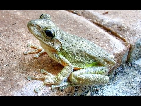 Cuban Tree Frog Changes Colors