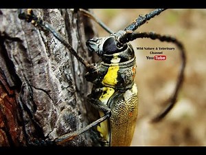 Chirping Giant Beetle | Longhorn Beetle | Intimidation sound | Insect Close Up.