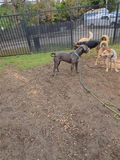 #ShelterPlaygroup #Funtimes With Rocky Eva Willow Ranger & Harrison HI! My Name Is Rocky Pet ID: #A727531 Intake Date: 12/26/2025 Gender: Male Age: 7 Years Old Breed: Staffordshire Terrier Mix Found At: 1600 W Pacific Coast Hwy, Long Beach, CA 90810 HI! My Name Is Eva Pet ID: #A751741 Intake Date: 10/29/2025 URGENT: Needs Rescue Gender: Female Age: 10 Months Old Breed: German Shepherd Found At: 6937 Coachella Ave, Long Beach, CA 90805 HI! My Name Is Willow Pet ID: #A752814 Intake Date: 11/19/202