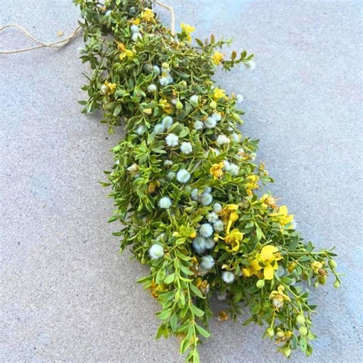 Fresh Creosote Bundle (chaparral) – Handpicked Desert Rain Herb for Shower, Smudging, Cleansing, Arizona Desert Rain Shower Bundle - Etsy