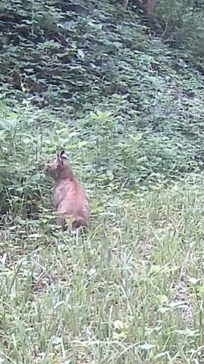 Bobcat ACTION In The WOODS!!! | Camera In The Woods