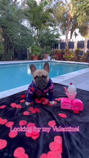 Winston on Instagram: "Where are all the single ladies at?! 💝🌹♥️🩷 Winston is wearing the heart argyle dog sweater from @thefoggydog ♥️🩷♥️🩷 Use code WINSTONFRENCHIE10 for discount. 🛍️ Winston loves the Strawberry Milkshake Interactive Snuffle Dog Toy! Hide your dogs treats in the milkshake and see all the fun they have! 🍧🩷 Use code WINSTONFRENCHIE10 for discount.🛍️ Follow @winstonfloridafrenchie for more fun dog content.🐾 #foggydog #valentine #sweater #toy #frenchbulldog"