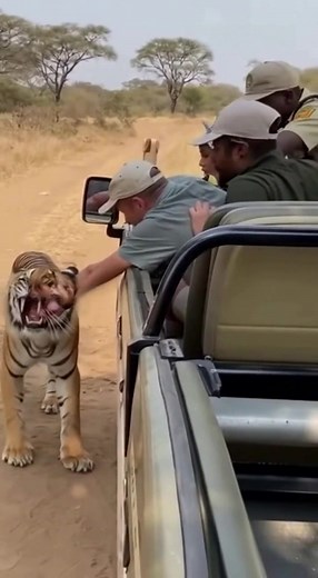 906K views · 5.3K reactions | Tiger grabs tourist’s hand — safari...