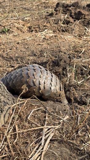 Ground Pangolin -Gorongosa National Park, Mozambique, October 2025 | Scott Hyman