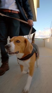 700K views · 1.9K reactions | Bonjour! Meet Pilou, our tour guide...