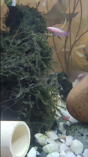 Java moss plant for pet fish aquarium decoration