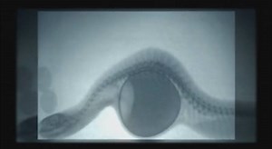 Snake eats egg behind X-Ray #dinnertime | UNDERGROUND REPTILES