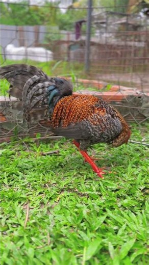 20/3 MS3 Cứu Kelso Asil 1kg4 . 0969.01.3451