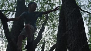 Young boy climbing tree at sunset - wide shot as he makes his way up tree