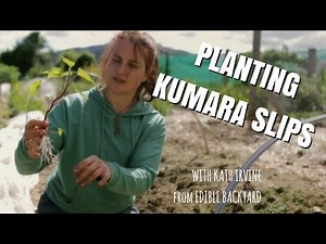 Planting Kumara Slips!