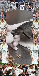 25K views · 60 reactions | Rescue little dog from mango worms removal #fypシ゚ #rescue #rescuedog #rescue #botfly #mangoworm #dog #doglove | Dr. Vinord Gambia | Facebook