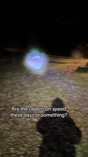 Amazing Parkour Rabbits Show Off Their Skills