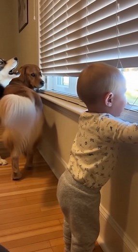 The dogs are trying to "protect" the family from the evil balloon... and the baby thinks it's the funniest comedy show in the world. That laugh! #PetsAndBabies #BabyLaugh #DogsVsBalloon #ChaosCrew #FamilyLife #PetHumor #PetParents #GenX #USA #UK #Canada #Mexico | Just Dog and Cat Things