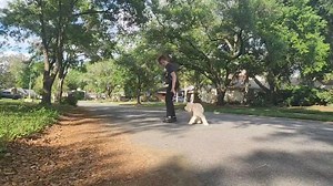 Bailey the cockapoo used to pull alot on the leash, but ecollar heel with the long line is a nice way to work on handler engagement and staying in position! Good boy :) | Take the Lead K9 Training