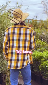 In France 🇫🇷, beautiful Cheese 🧀, beautiful women, beautiful wine 🍷, and now beautiful French Olive trees - https://www.thetutuguru.com.au/shop/olea-picholine-olive-tree-10-pot/ #olivetree #French #hellohelloplants #plants #gardening #gardendesign #flowers | Hello Hello Plants & Garden Supplies