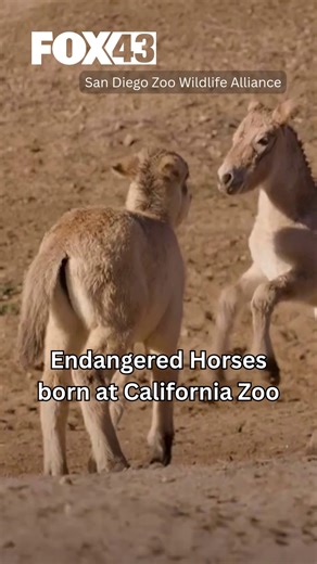 Officials San Diego Zoo Safari Park say two Przewalski horses have been born recently. | WPMT FOX43