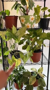 4K views · 114 reactions | Este estante me encantó, cumplió con lo que andaba buscando  ya que no tenía exactamente donde colocar todas mis plantas ✨ puedes adquirir el tuyo en @temu_mexico y utilizar mi código •dzg2522• #temu | Leonardo Collins | Facebook