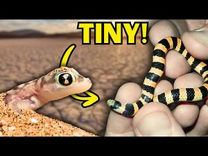 7 Super TINY Desert Dwelling Reptiles! ￼