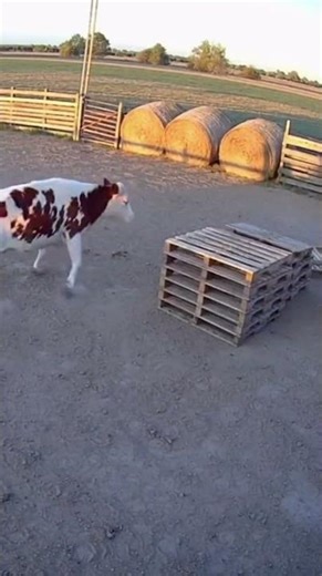 Cow Parkour Fail: When Barnyard Obstacles Fight Back! #funnyanimal #fail #cow