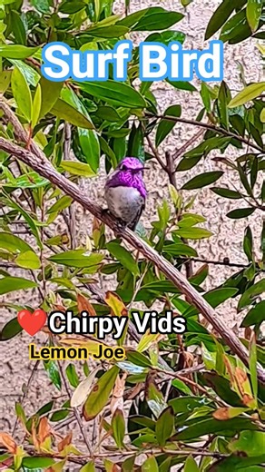 ❤️Chirpy Vids: Surf Direction 🍋'#lemonjoe