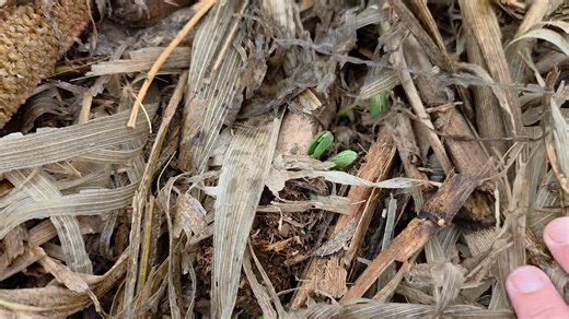 Hoekom plant ek met n CASE IH planter? Want ek notill, en ek wil graag die sien. Hierdie sojas is klaar bederf vir die seisoen. Al wat nog kan verbeter is die spasieering, maar daai Vsets het hulle limiet. Dis waar JohnDeere se uitmeeteenhede blink! #notill #gesondegrond #mieliemeesters #tillnexttime #caseih #earlyriser | Danie Bester