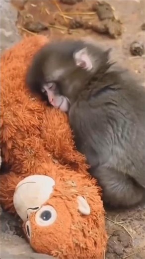 This Baby Monkey Went Viral for the Sweetest Reason