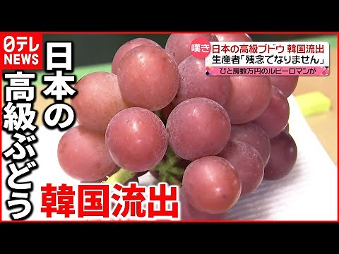 【ルビーロマン】韓国で既に商標登録"生産と販売を止めることはできない"