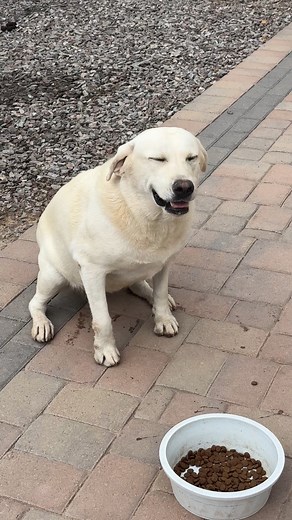 Nikes tried to sneak a quick one on me at the end.. 😂🐾❤#puppy #paws #woof #labrador #labradorlover | Life With Labradors