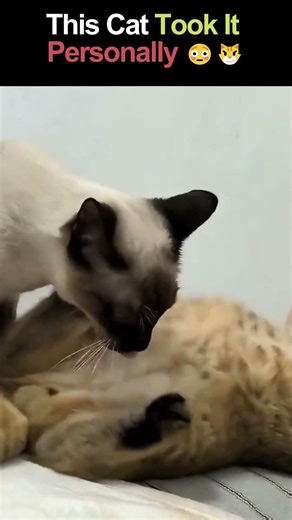 This Cat Took It Personally 😹🐾 Dramatic Cat Reaction #cattookitpersonally #catshorts #dramaticcat