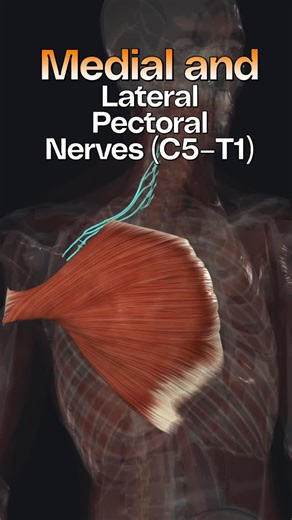 Bradley Blair Osteopath on Instagram: "The medial and lateral pectoral nerves arise from the brachial plexus and provide motor innervation to the anterior chest wall musculature, principally the pectoralis major and pectoralis minor. Despite their names, their anatomical positions on the chest wall are counterintuitive, as the medial pectoral nerve typically lies lateral to the lateral pectoral nerve. Their nomenclature reflects their cord of origin within the brachial plexus rather than their s
