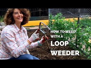 Using a Loop Weeder to Kill Weeds Quickly