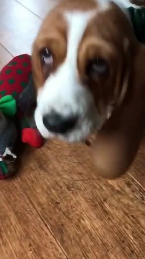 Top 3 Slowest Dog Breeds. Running isn’t for everyone. Cute dogs and pu... | Basset Hound