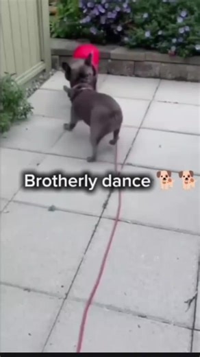 Dog Dancing: Fun Moves and Tricks to Try with Your Pet