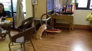 1.4K views · 84 reactions | A cat playing Burmese Saung Gauk; Myanmar  The Saung Gauk is a traditional stringed instrument that has been played by the Burmese people since the pre-Bagan period. Video Credit; Han Htet Anug #SaungGauk #BurmeseCat #Myanmar #Burma #BurmeseTradition #BurmeseCulture #AmazingMyanmar #TraditionalInstrument #Bagan #Pagan | Amazing Myanmar | Facebook