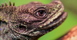 Philippine sailfin lizard, crested lizard, sail-fin lizard, sailfin water lizard (Hydrosaurus pustulatus) or its native name ibid is an oviparous lizard living only in the Philippines
