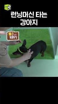 A veteran dog that never overdoes it 🐕 #TVAnimalFarm #WowVideo #WowB #shorts